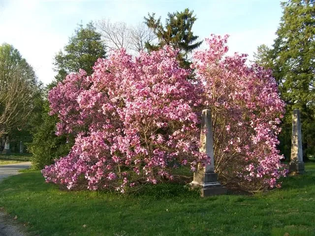 Betty Magnolia
